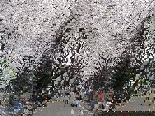 Cemetery during Hanami