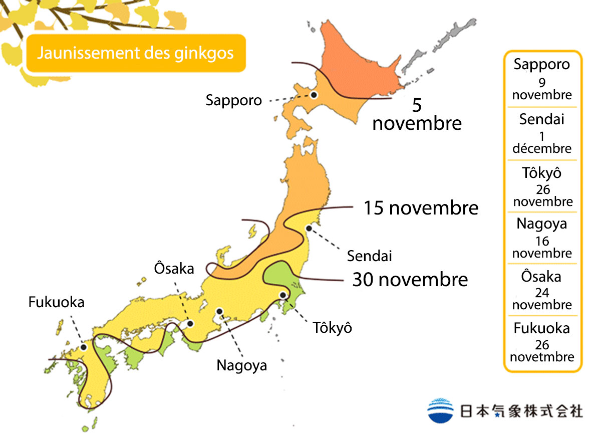 Prévisions du jaunissement des ginkgos par la JMA