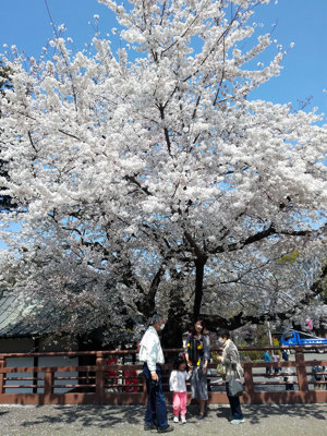 Beautiful cherry blossom in Tokyo