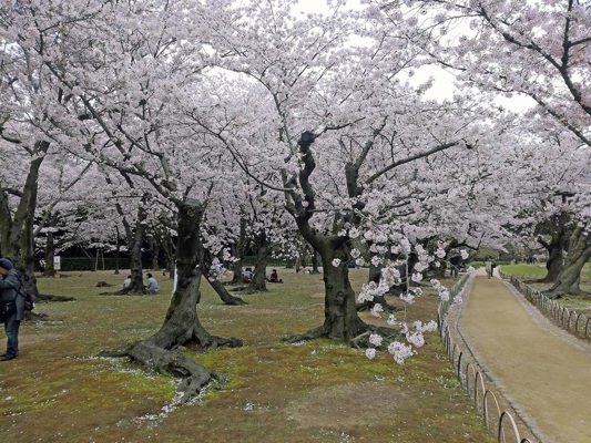 Cherry blossoms in Kawagoé, Okayama