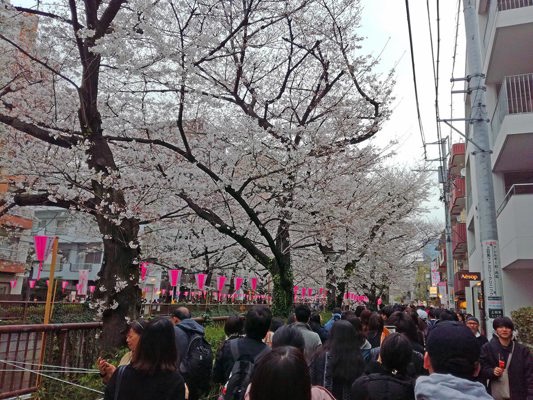 Sakuras in bloom one weekend in Meguro, Tokyo