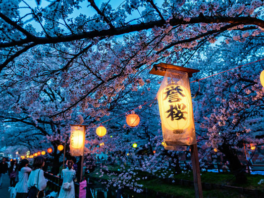 Cherry Blossom Festival