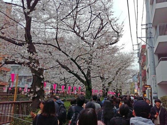 Sakuras in bloom one weekend in Meguro, Tokyo