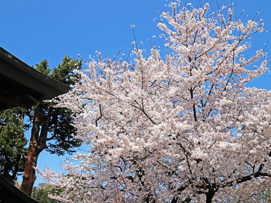 What is the budget for a travel to Japan?