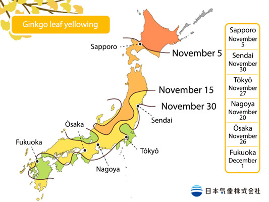 JMA forecasts ginkgo yellowing