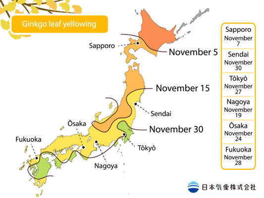 JMA forecasts ginkgo yellowing