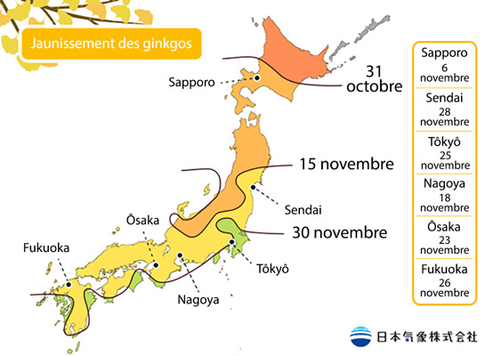 Pr&eacute;visions du jaunissement des ginkgos par la JMA