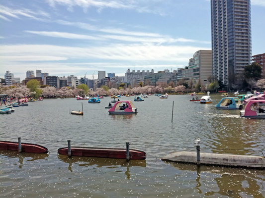 Uneo Park Pond during Hanami