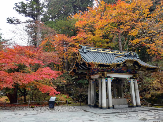 Reddening of the maple trees in Nikko