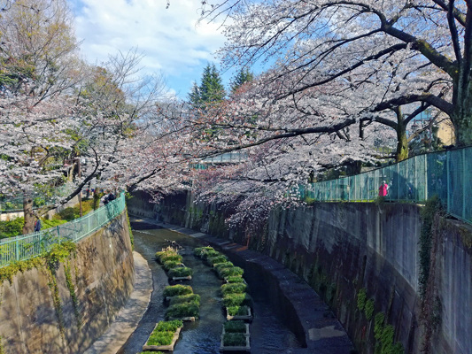 Cherry blossoms in Tokyo