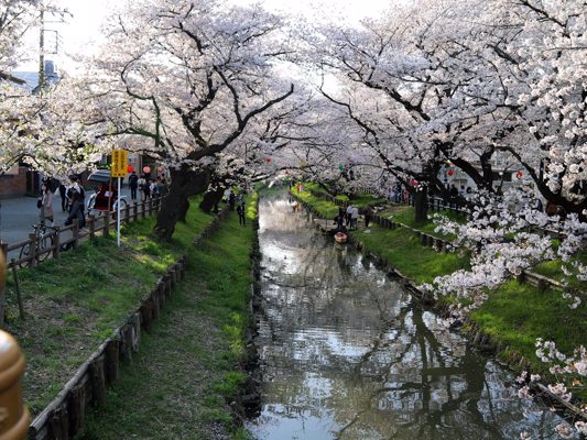 Cherry blossoms in Kawagoe, Tokyo
