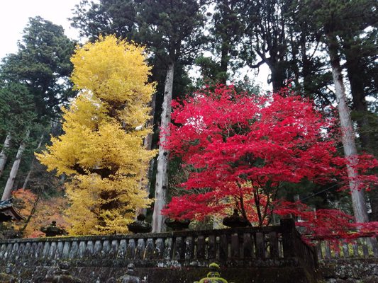 Ginkgo and maple in Nikko