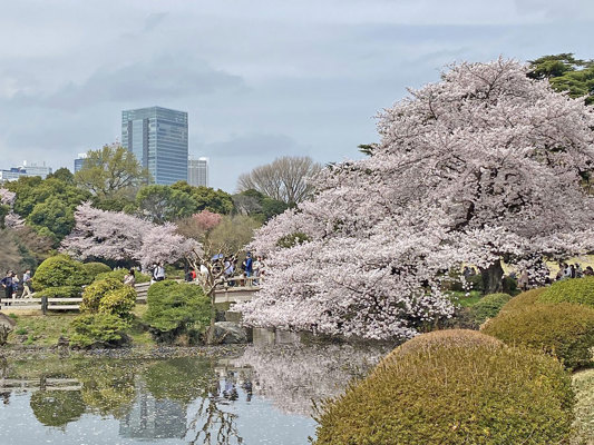 Sakura at Shinjuku Gyoen, Tokyo