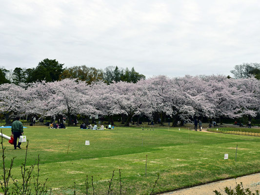 Cherry trees in Okayama Garden
