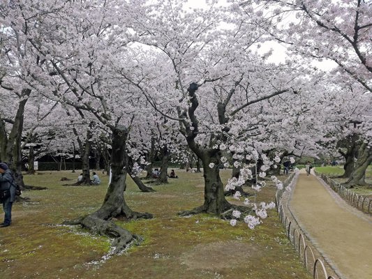 Cherry trees in Okayama
