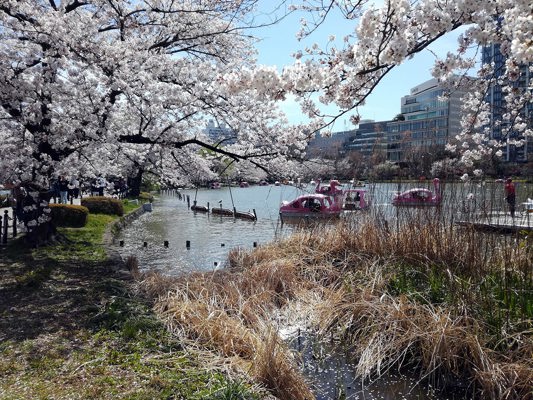 Hanami in Ueno, Tokyo