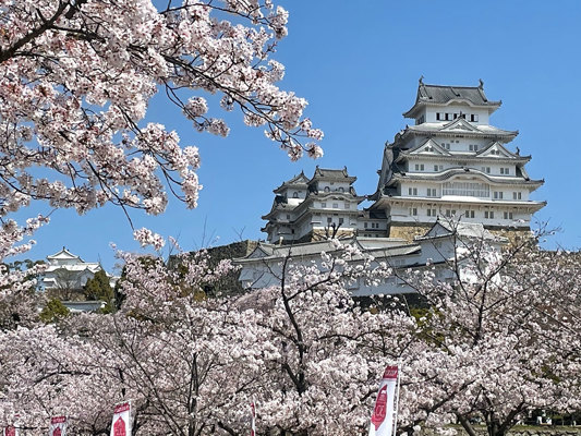 Cherry trees at Himeji Castle near Kyoto