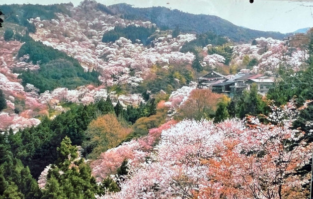 The thousands of cherry trees in Yoshino