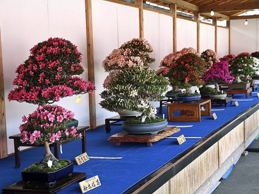 Satsuki bonzaï au Japon