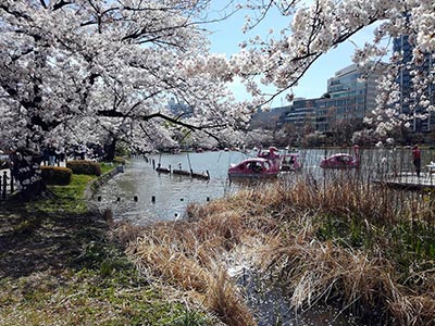 Cherry blossoms in Ueno