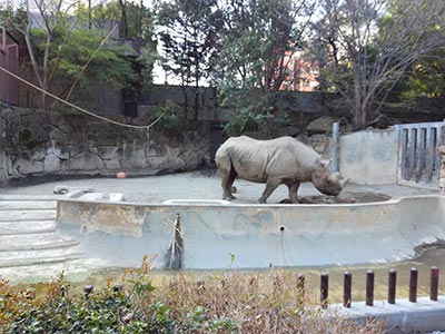 Rhinoceros at Ueno Zoo