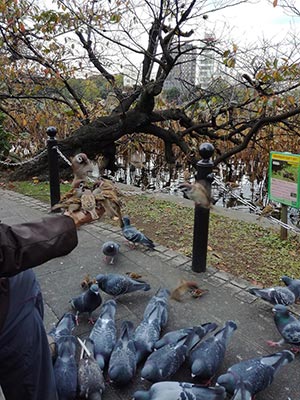 Park regular feeding the birds