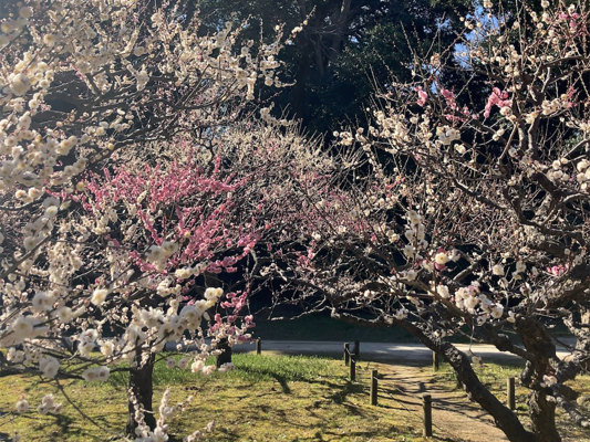 Plum trees in bloom