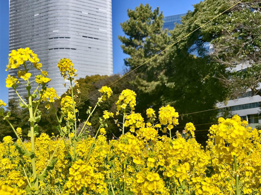 Rapeseed in flower