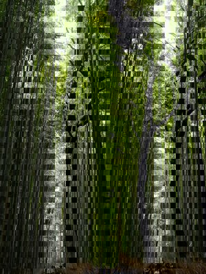 Arashiyama Bamboo Grove