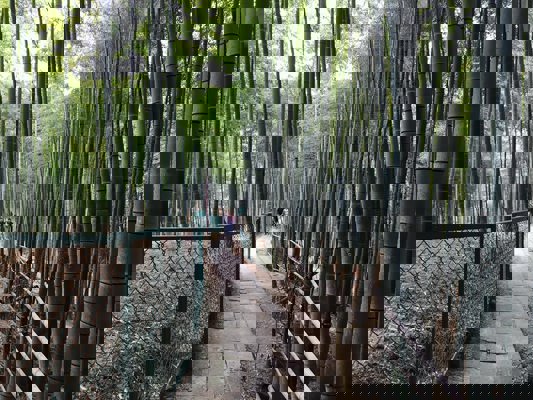 Fushimi-inari Bamboo Forest