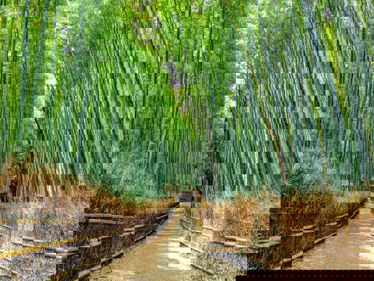Bamboo