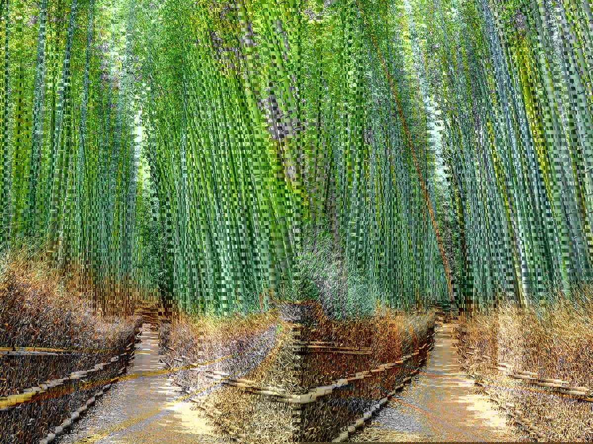 The Arashiyama bamboo grove