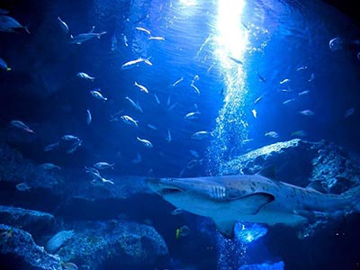 Shark in the big pool