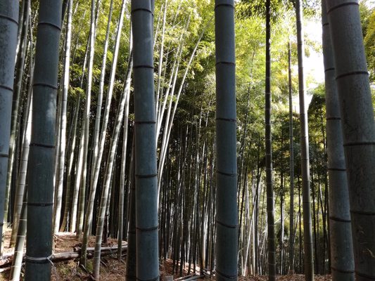 Fushimi Inari Taisha Bamboo Forest