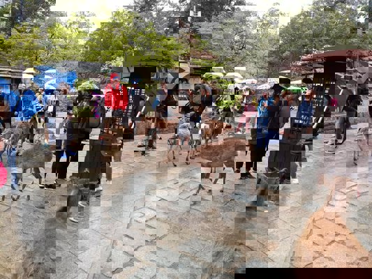 Even in the rain, deer want to eat!