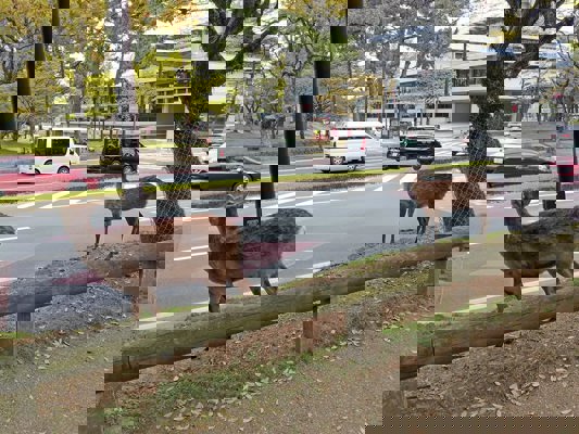 Only the road stops them!