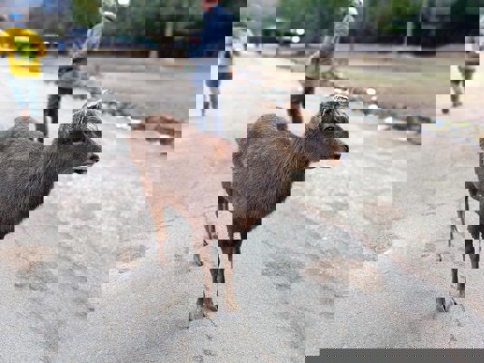 Male with cut antlers