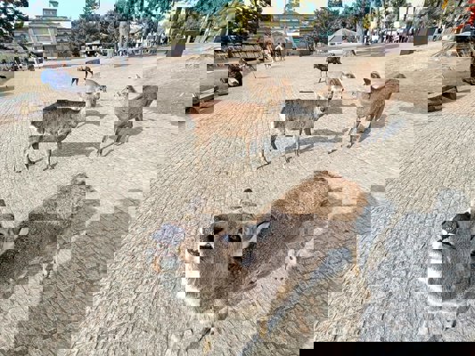 The beautiful teeth of a deer