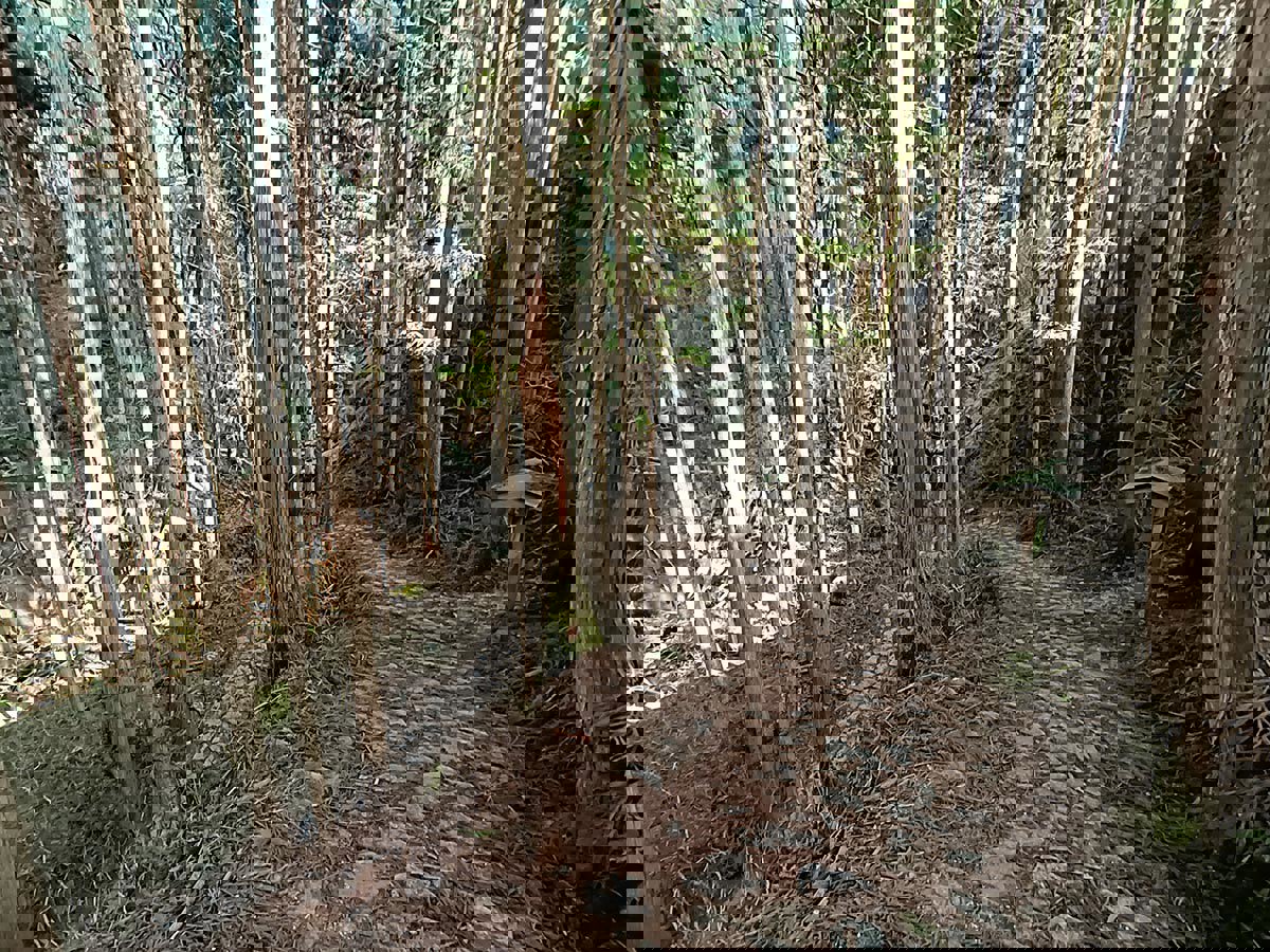 The Nakasendô hike
