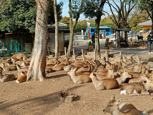 Deer in Nara Park